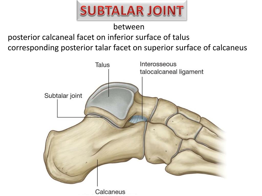 PPT Joints of the Lower Limb PowerPoint Presentation, free download