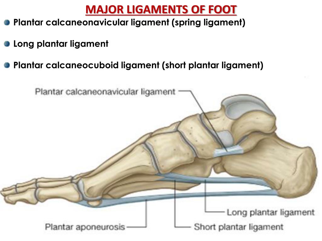 PPT Joints of the Lower Limb PowerPoint Presentation, free download