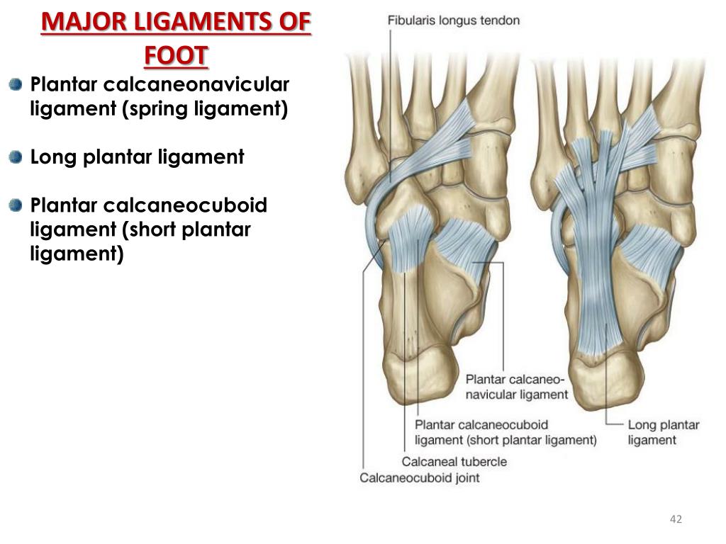 PPT Joints of the Lower Limb PowerPoint Presentation, free download