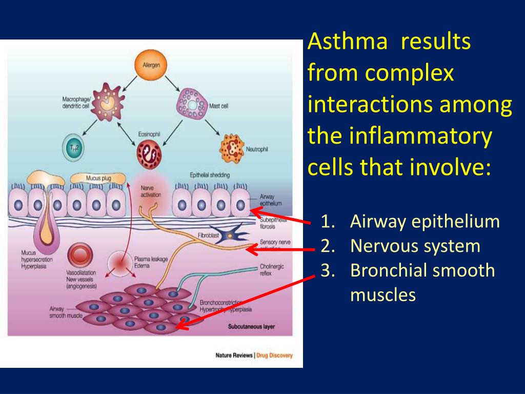 PPT Immunology of Asthma PowerPoint Presentation, free download ID