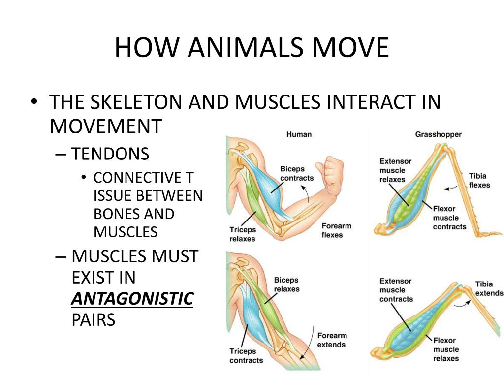 PPT HOW ANIMALS MOVE PowerPoint Presentation, free download ID2104623