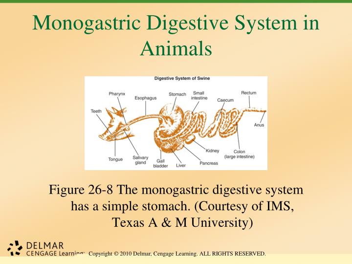 PPT Unit 26 Animal Anatomy, Physiology, and Nutrition PowerPoint