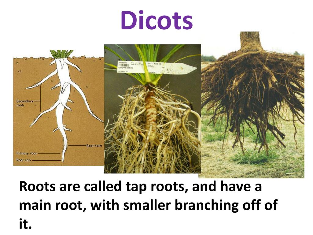 PPT Plants PowerPoint Presentation, free download ID2108378