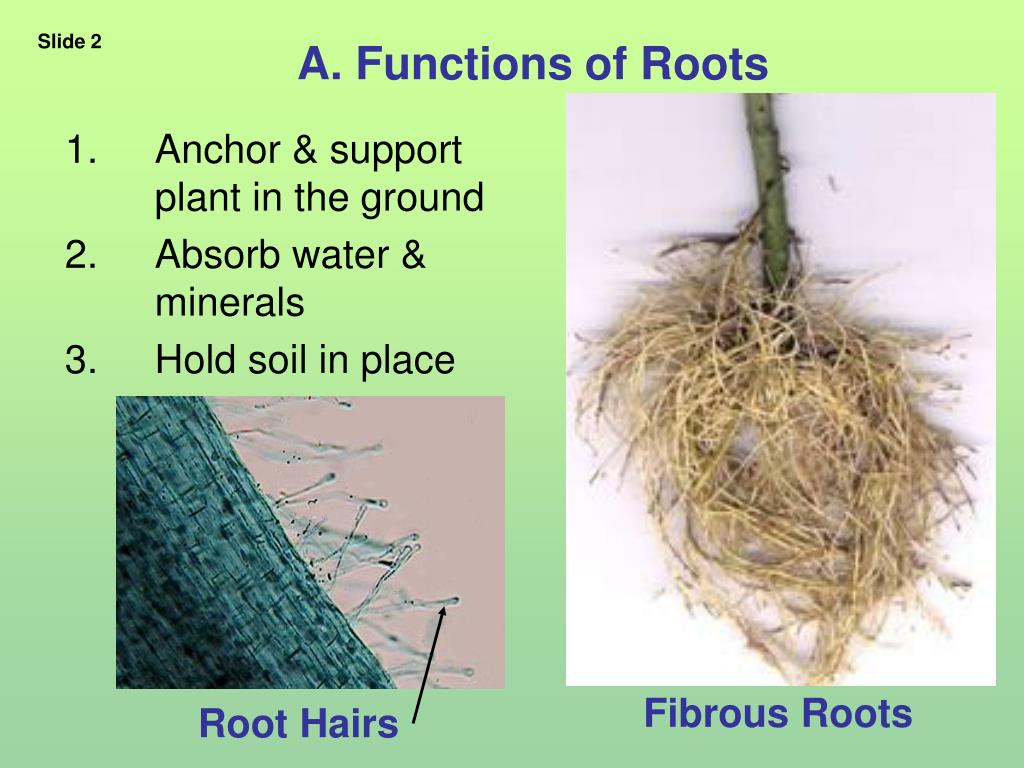 The Function Of Plants at Roderick Powell blog