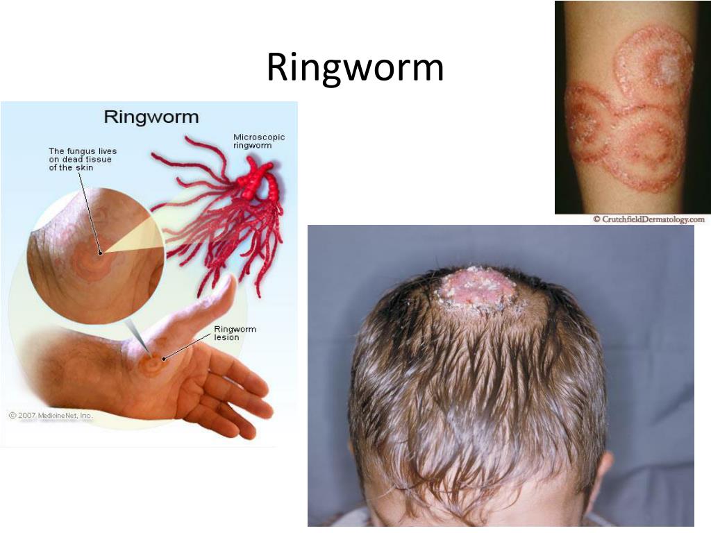 PPT Classification & the Six Kingdoms Note Book PowerPoint