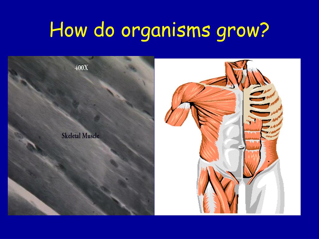 PPT How do organisms grow? PowerPoint Presentation, free download