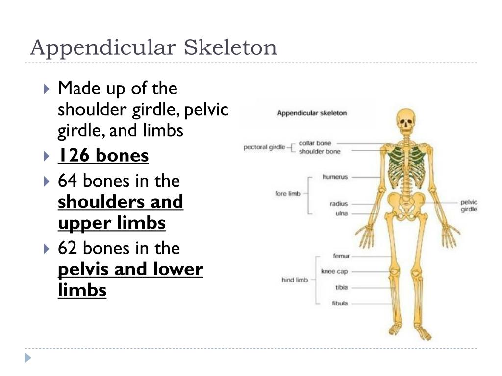 Appendicular Skeleton Parts