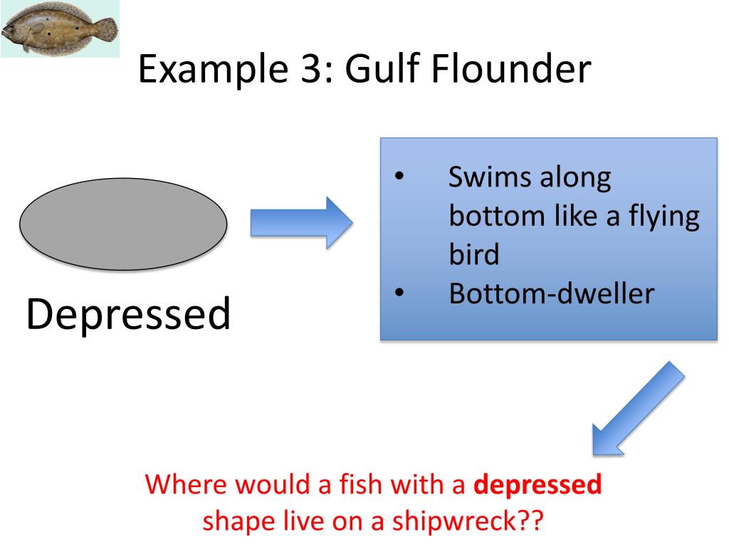PPT Fish Morphology & Shipwrecks PowerPoint Presentation, free
