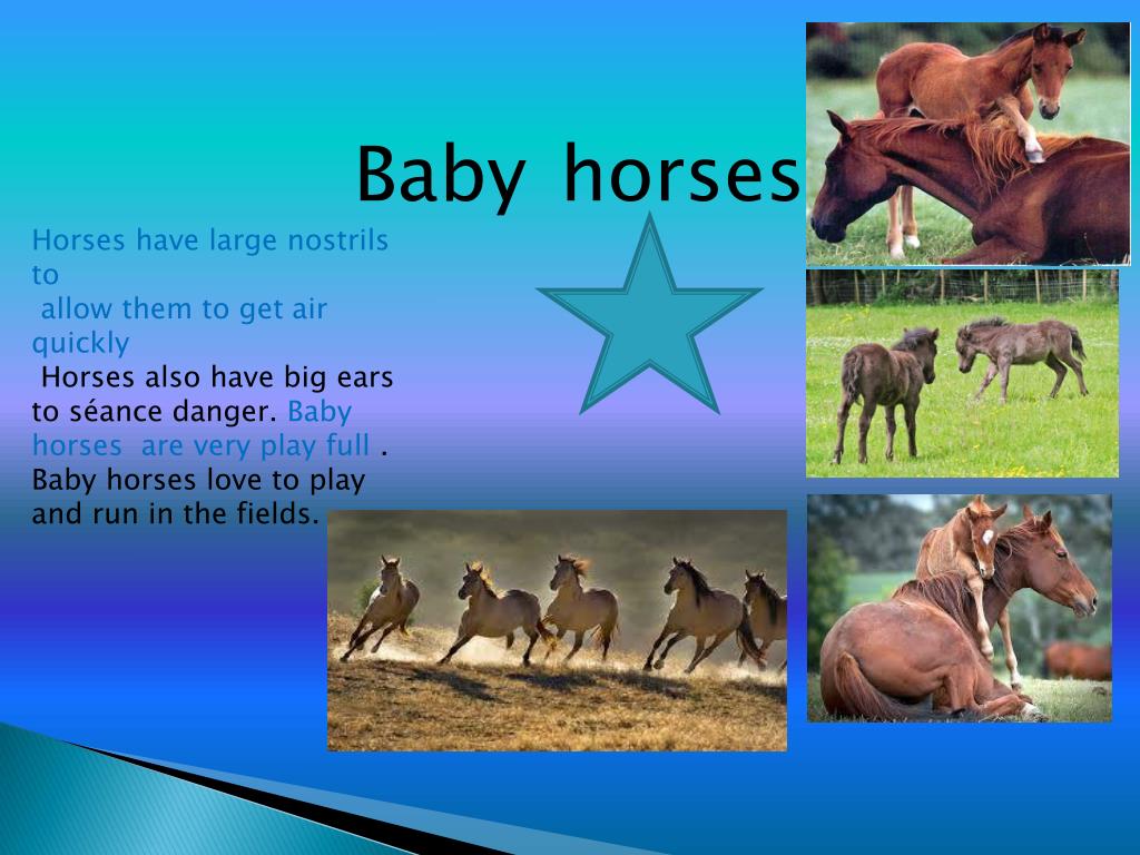 PPT All about Horses!!!!!!!! PowerPoint Presentation, free download ID2113184
