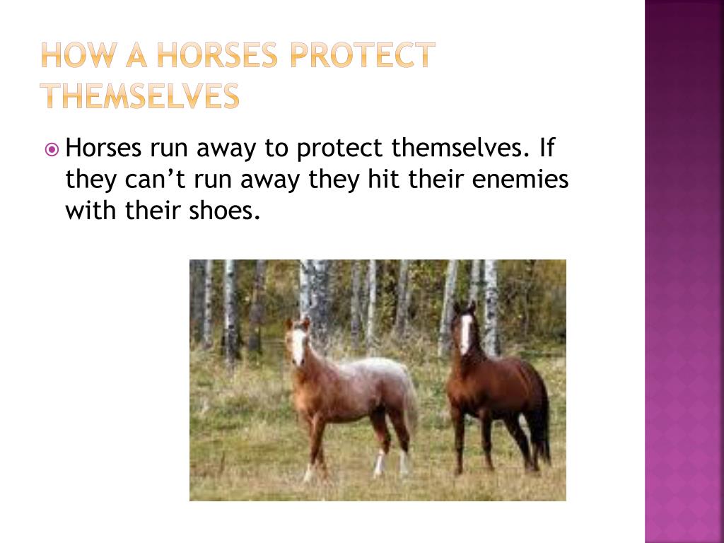PPT Horses PowerPoint Presentation, free download ID2113737