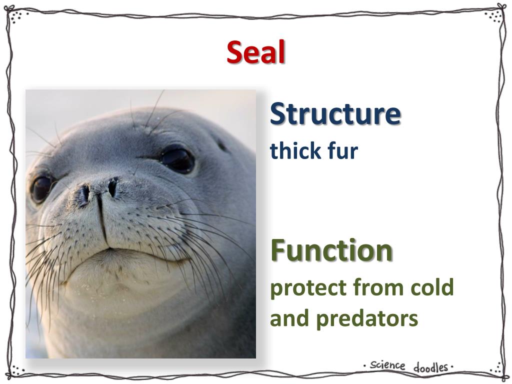 PPT Adaptations PowerPoint Presentation, free download ID2114836