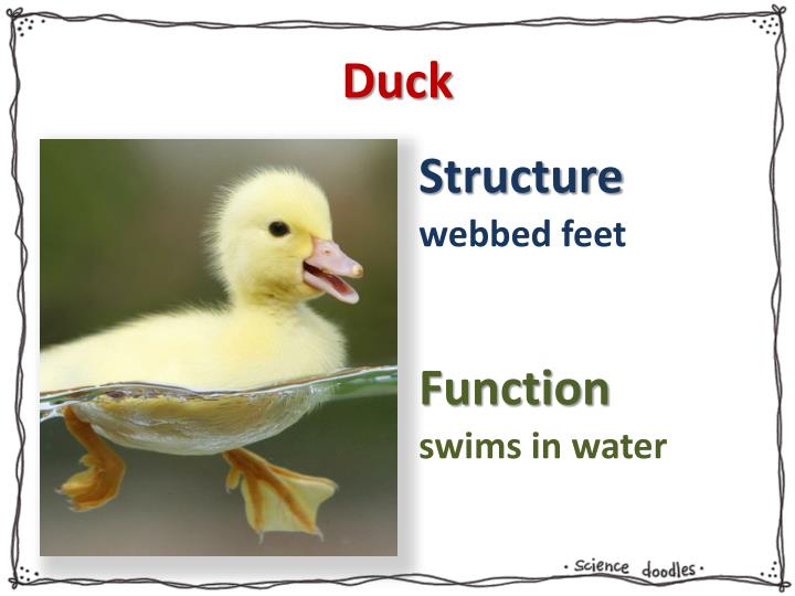 PPT - Adaptations PowerPoint Presentation - ID:2114836