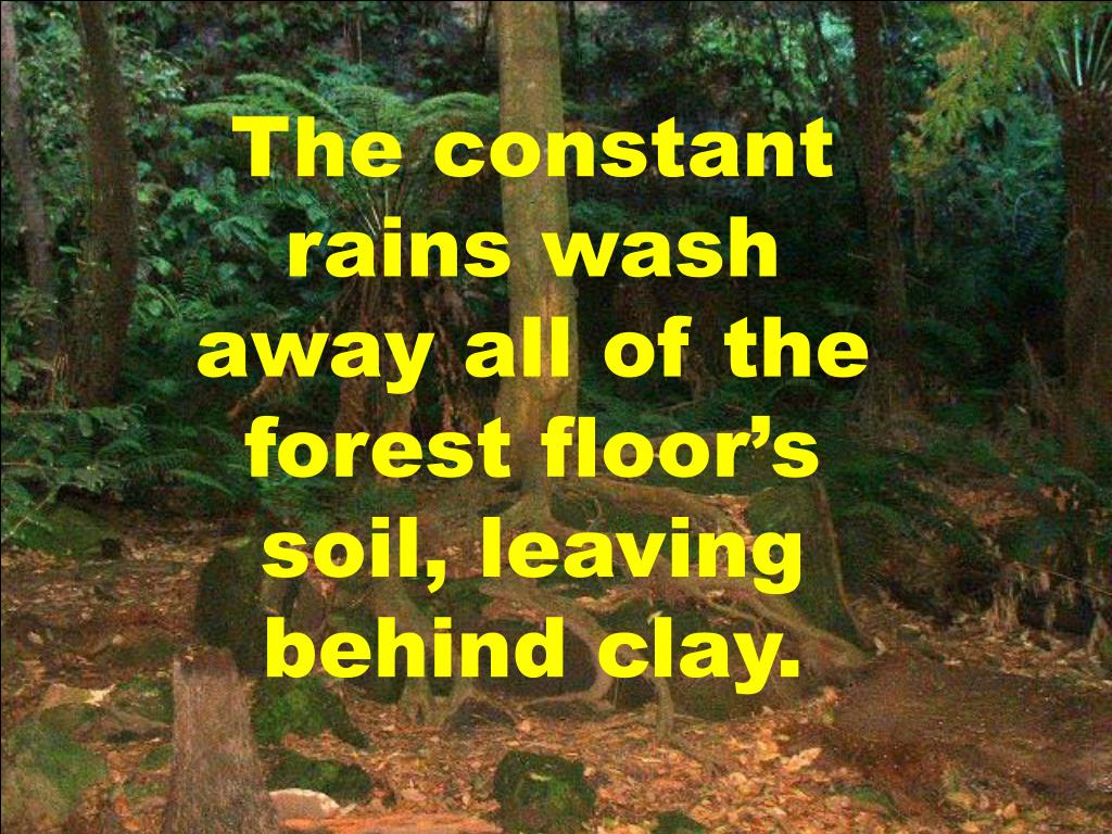 PPT Temperatures in the rainforest are constant, ranging between 70