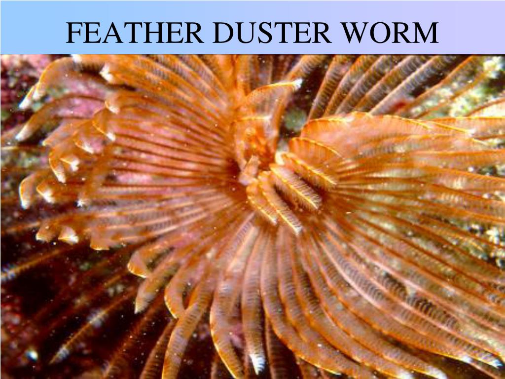 PPT PHYLUM ANNELIDA PowerPoint Presentation, free download ID2115877