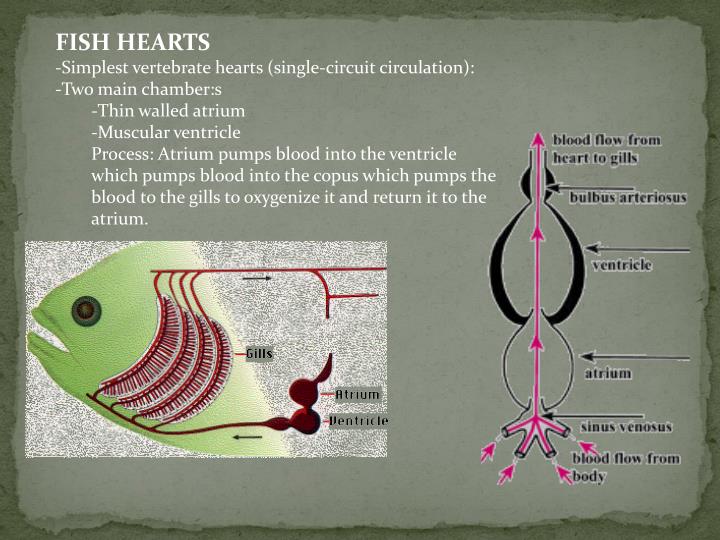 PPT CHORDATES FISHES (JAWLESS, BONY AND CARTILAGINOUS CREATURES
