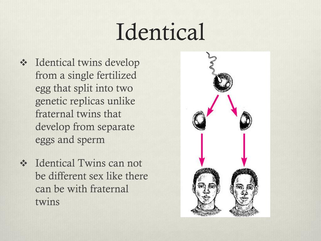 PPT Twins PowerPoint Presentation, free download ID2116861