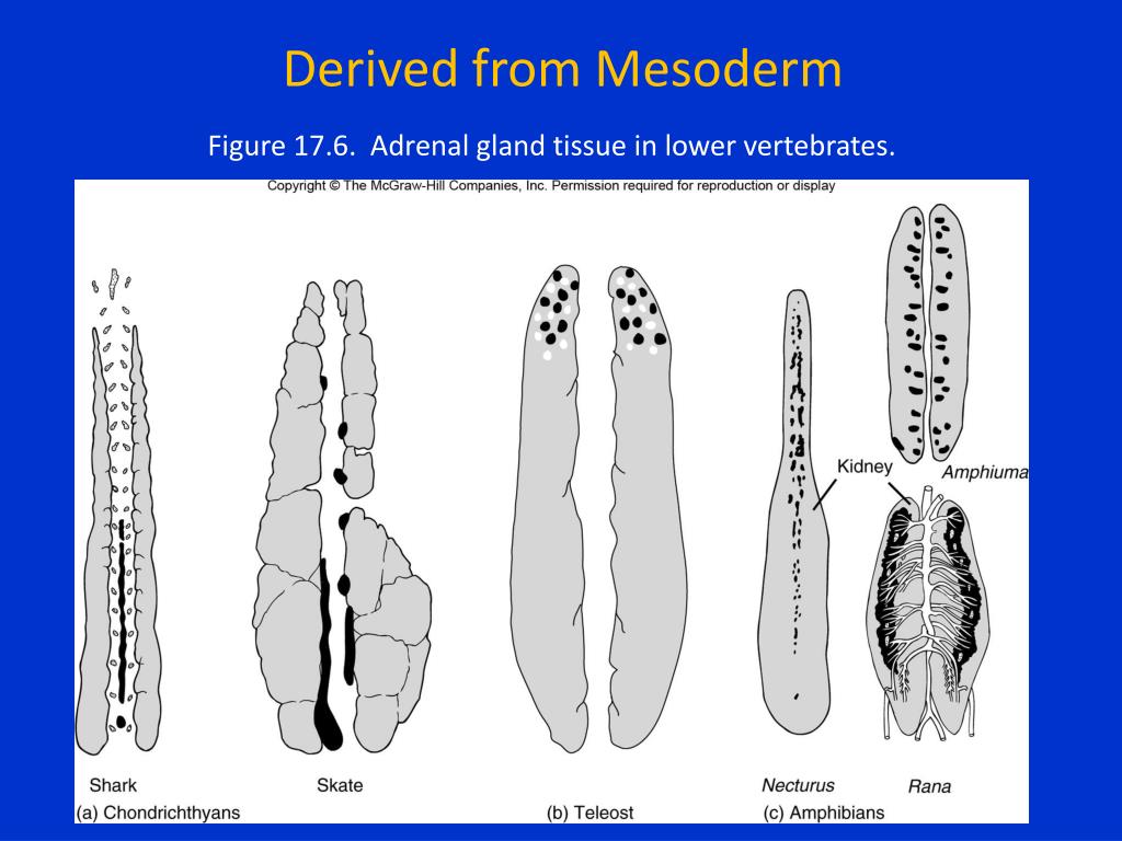 PPT Comparative Anatomy E ndocrine Organs PowerPoint