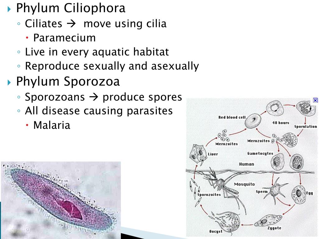 PPT Kingdom Protista PowerPoint Presentation, free download ID2116875