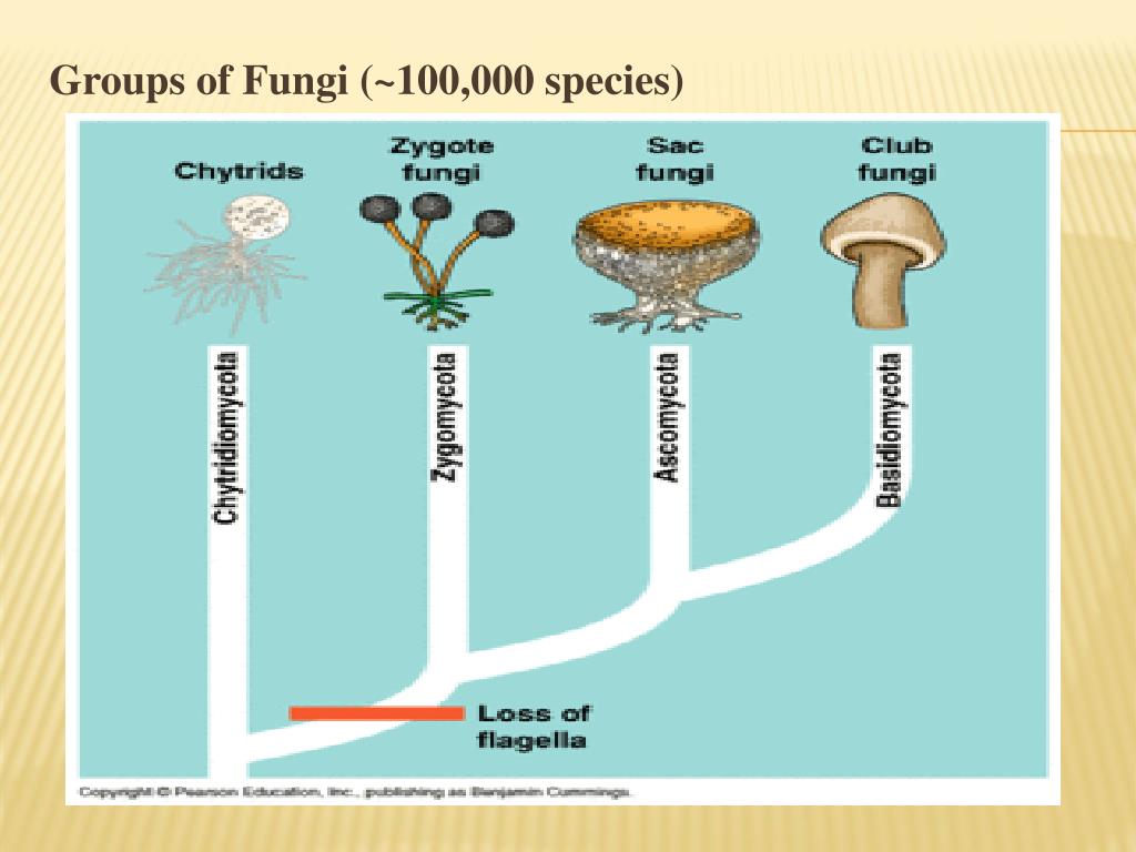 PPT Fungal Biodiversity PowerPoint Presentation, free download ID