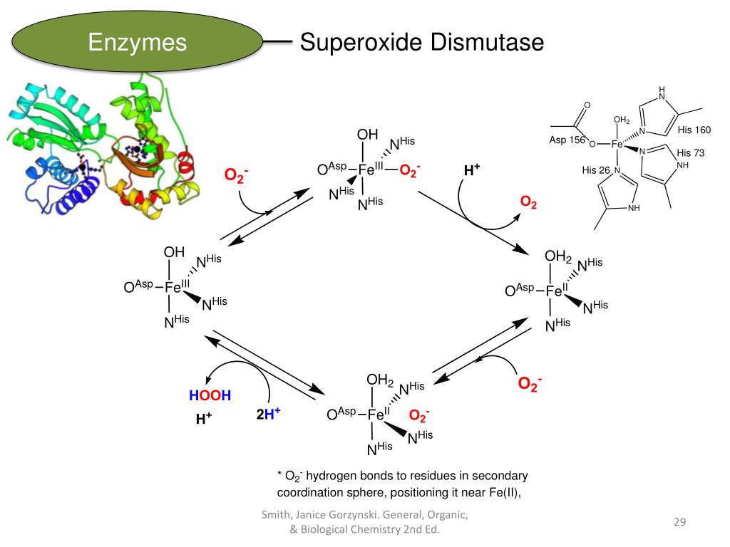 PPT CHAPTER 21 Amino Acids, Proteins, & Enzymes General, Organic
