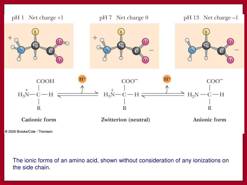 PPT AMINO ACIDS PowerPoint Presentation, free download ID2118422