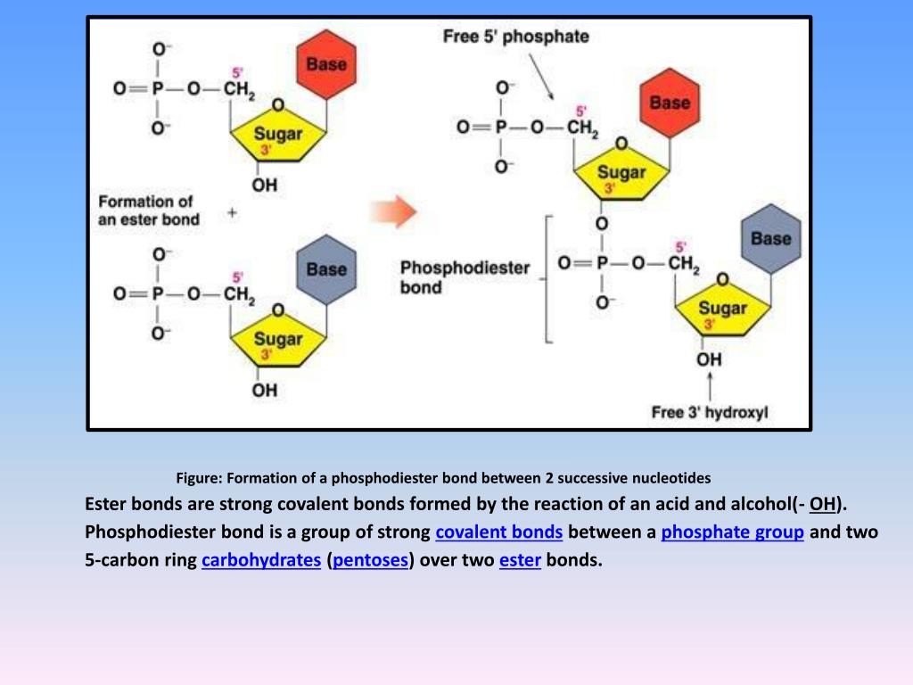 PPT DNA STRUCTURE PowerPoint Presentation, free download ID2118786