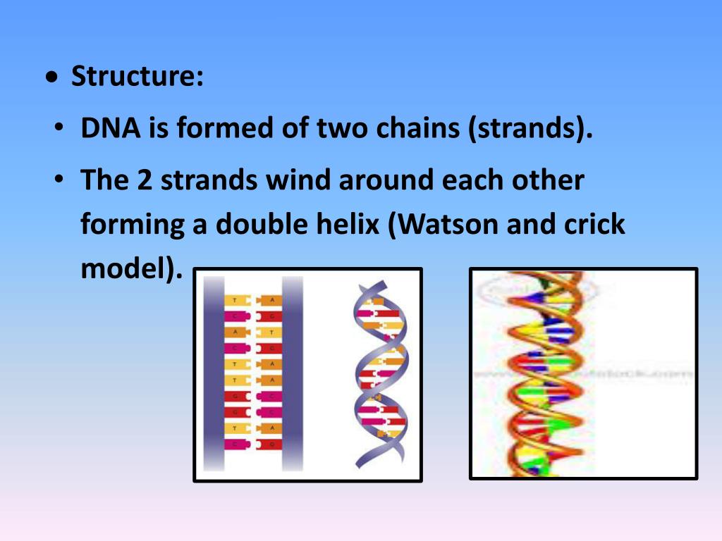 PPT DNA STRUCTURE PowerPoint Presentation, free download ID2118786