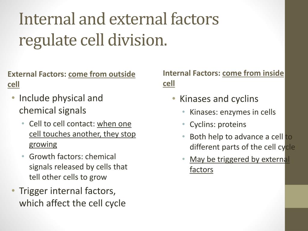 PPT The Cell Cycle & Mitosis PowerPoint Presentation, free download