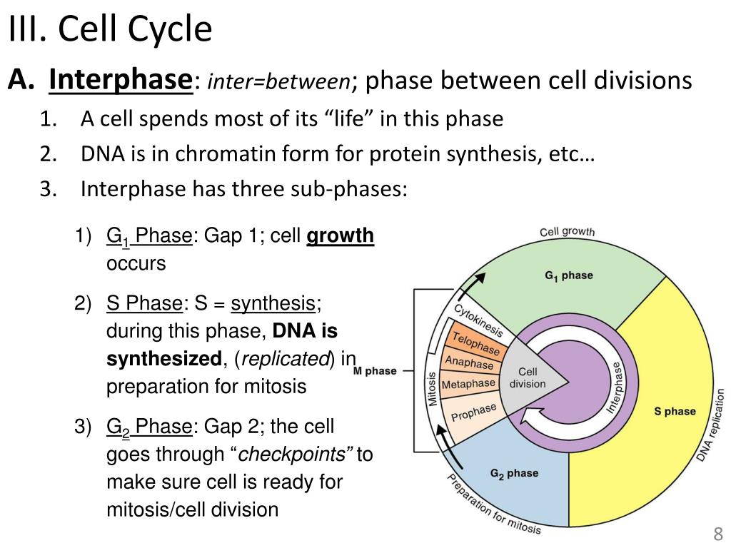 PPT Unit 3.3 Cell Division Mitosis PowerPoint Presentation, free