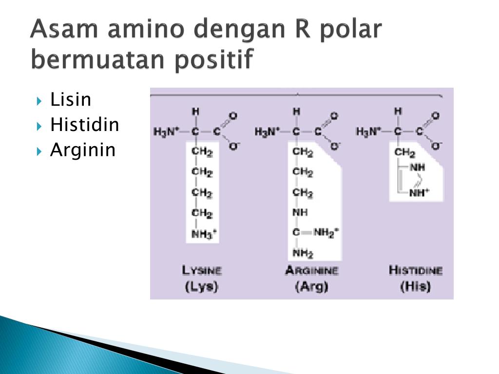 PPT ASAM AMINO DAN PEPTIDA PowerPoint Presentation, free download