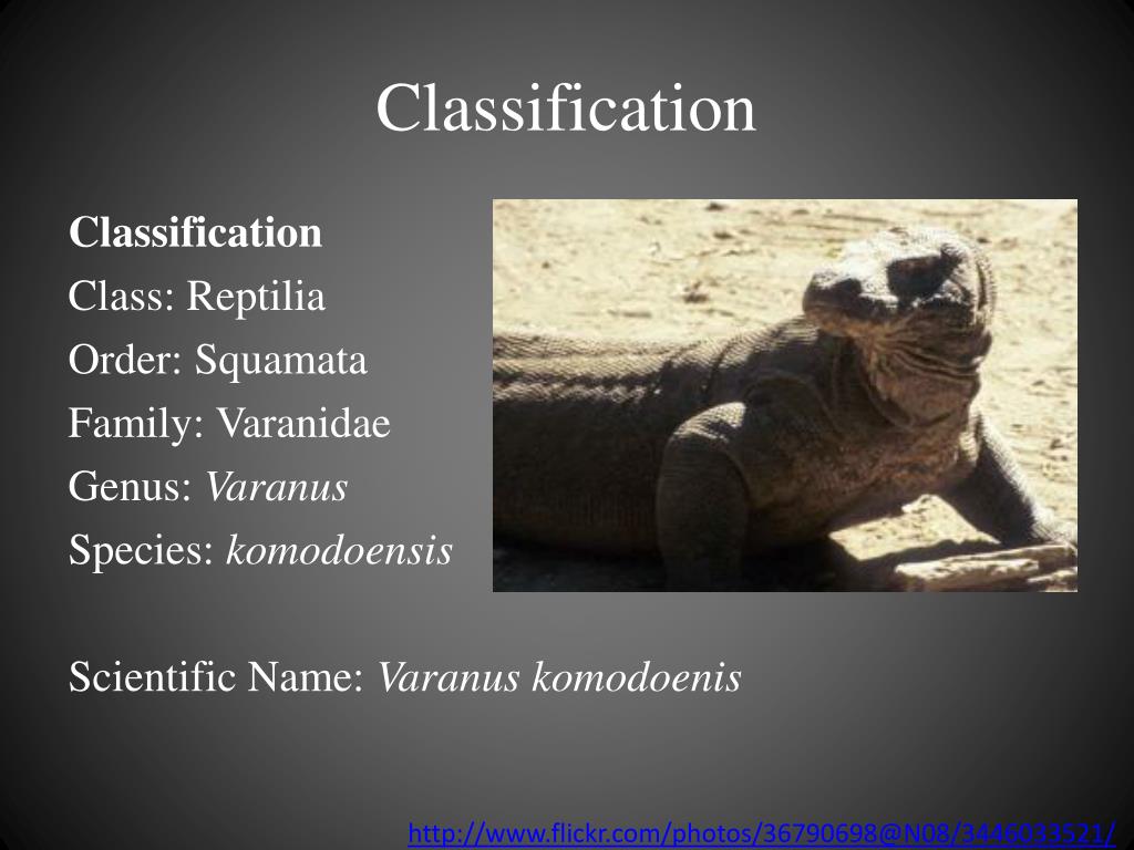 PPT Komodo Dragon PowerPoint Presentation, free download ID2119630
