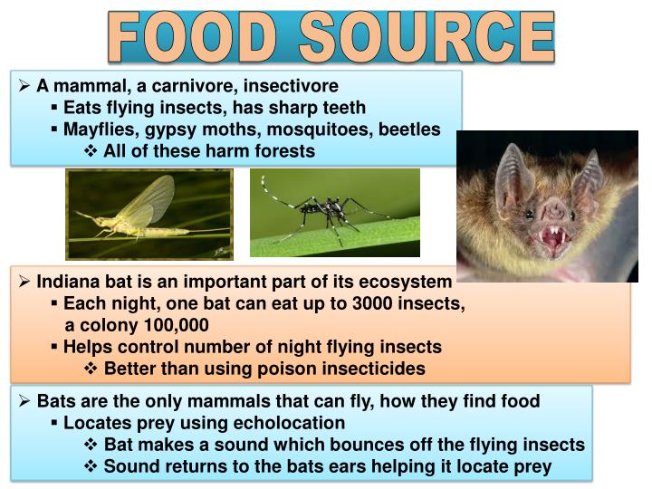 PPT THE INDIANA BAT PowerPoint Presentation ID2119644