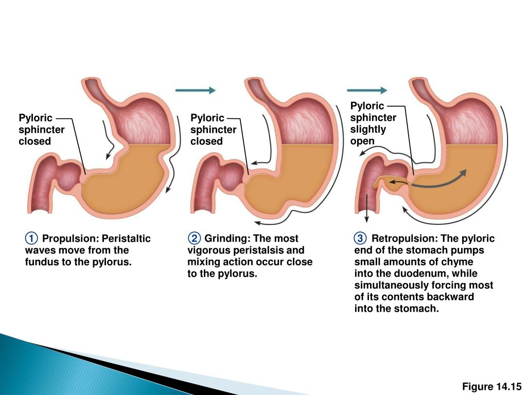 PPT The Digestive System PowerPoint Presentation, free