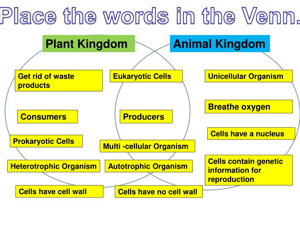PPT Plant Kingdom PowerPoint Presentation, free download ID2120551