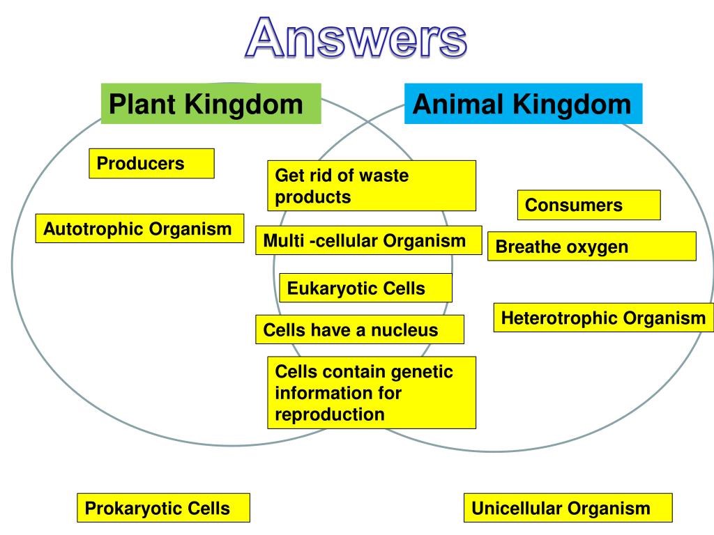 PPT Plant Kingdom PowerPoint Presentation, free download ID2120551
