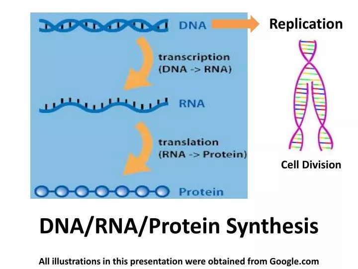 PPT DNA/RNA/Protein Synthesis PowerPoint Presentation, free download