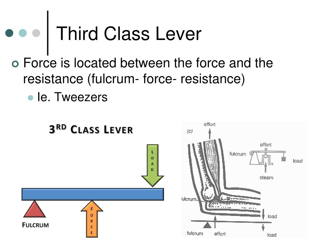 PPT Muscles as Levers PowerPoint Presentation, free download ID2121747
