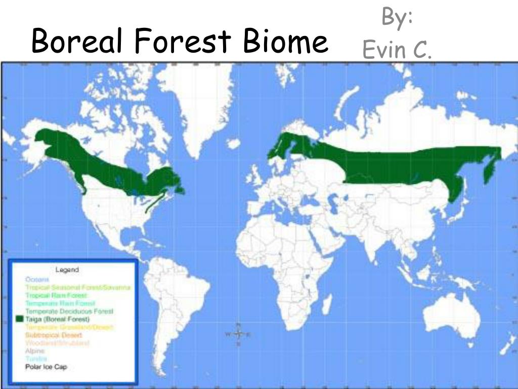 PPT Boreal Forest Biome PowerPoint Presentation, free download ID