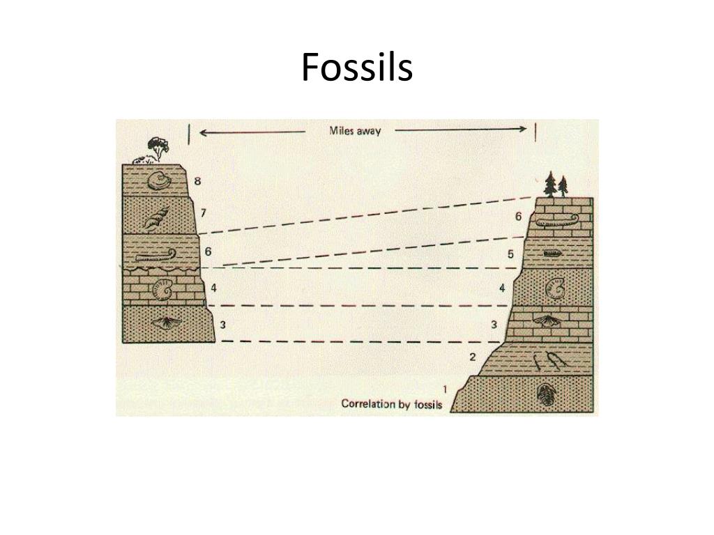 PPT Evidence for Evolution PowerPoint Presentation, free download ID2122380
