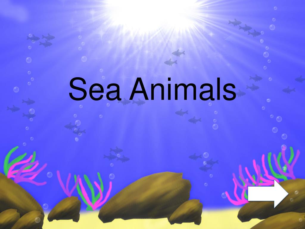 PPT Sea Animals PowerPoint Presentation, free download ID2125286