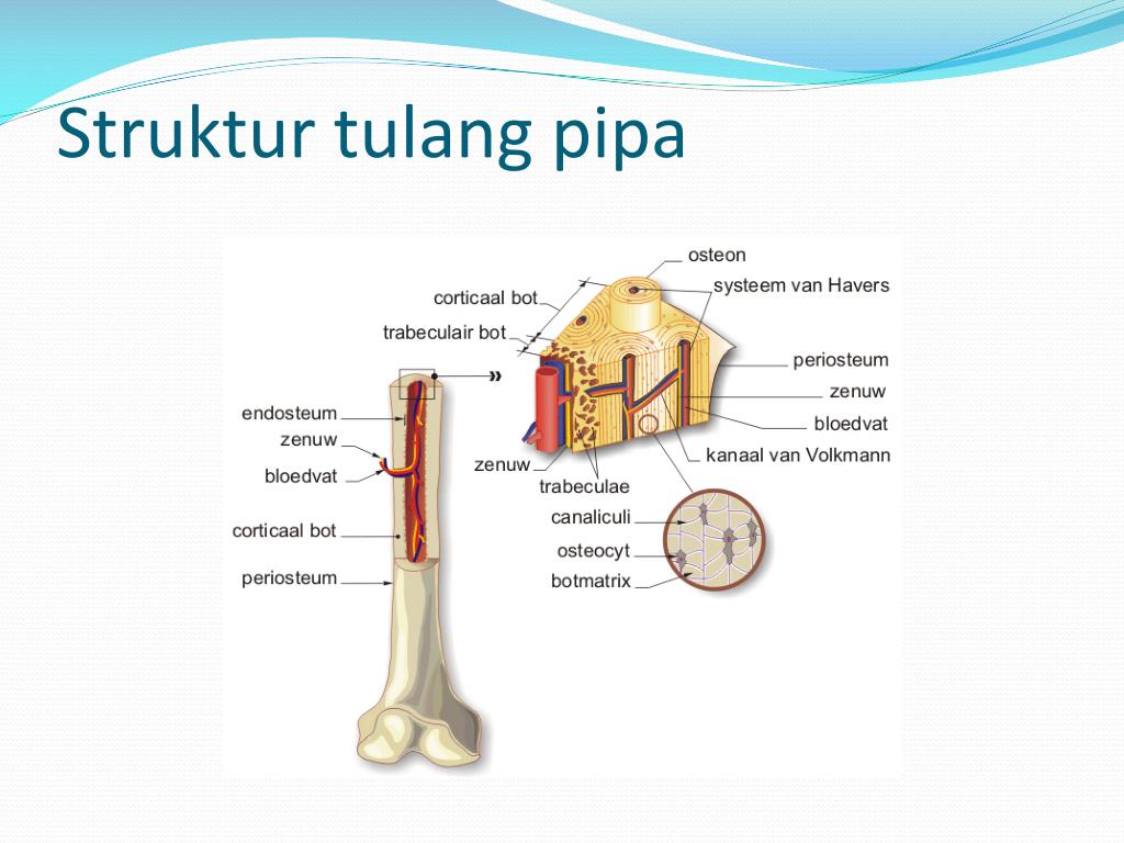 23+ Struktur Tulang, Percantik Hunian!