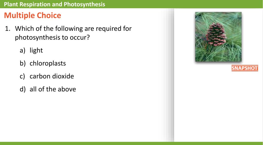PPT Plant Respiration and Photosynthesis PowerPoint Presentation