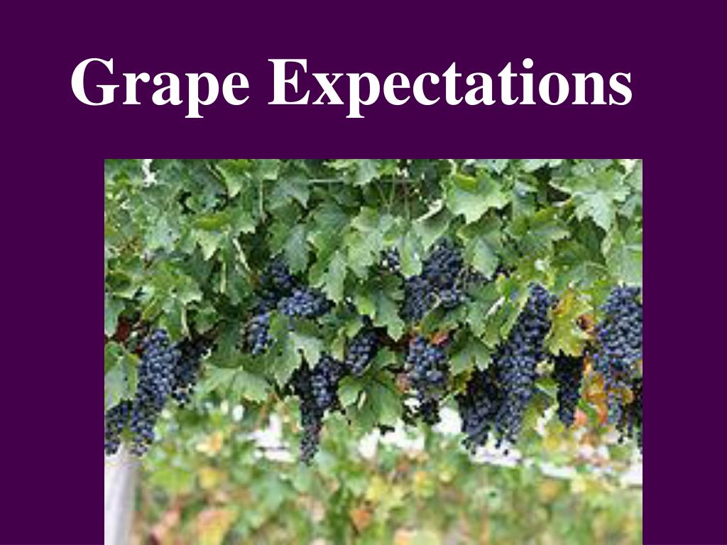 PPT Grape Expectations PowerPoint Presentation, free download ID
