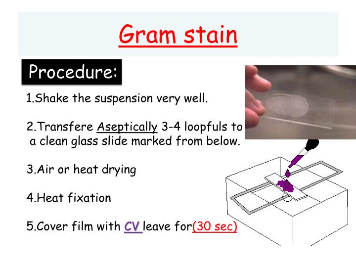 PPT Principle of staining technique PowerPoint Presentation ID2127901