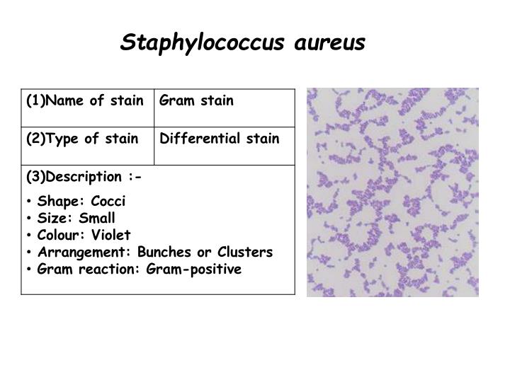 Candida Albicans And Staphylococcus Aureus Yeast Infection and Candida Albicans