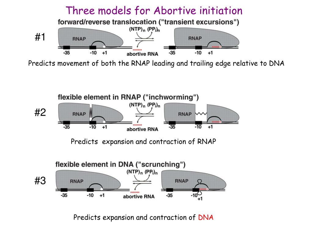 PPT Transcription and Its Regulation January 21 Mechanism of