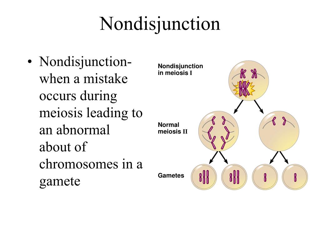 PPT - Meiosis Part 1 PowerPoint Presentation, free download - ID:2128503