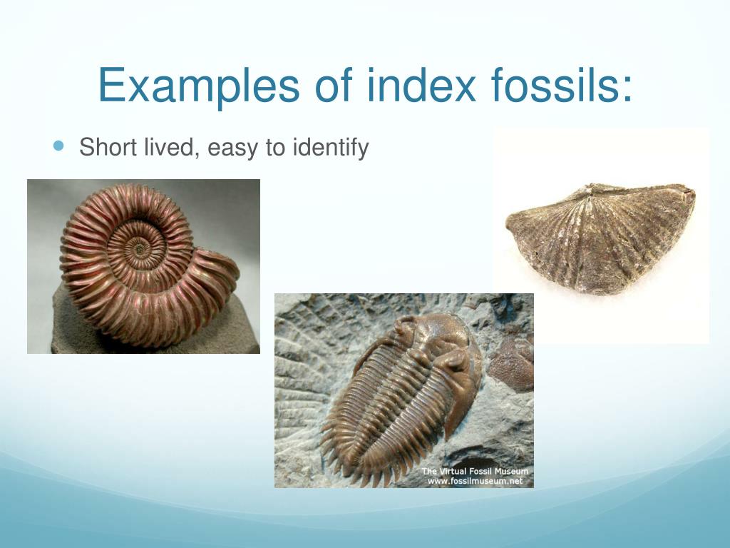 PPT Evolution PowerPoint Presentation, free download ID2128573