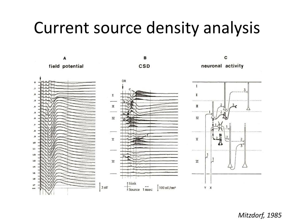 PPT Electrophysiology of neurons PowerPoint Presentation, free