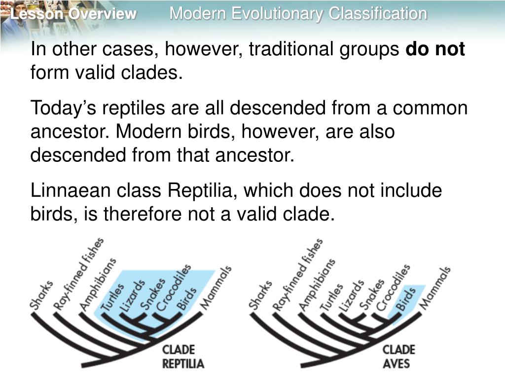 PPT - 18.2 Modern Evolutionary Classification PowerPoint Presentation